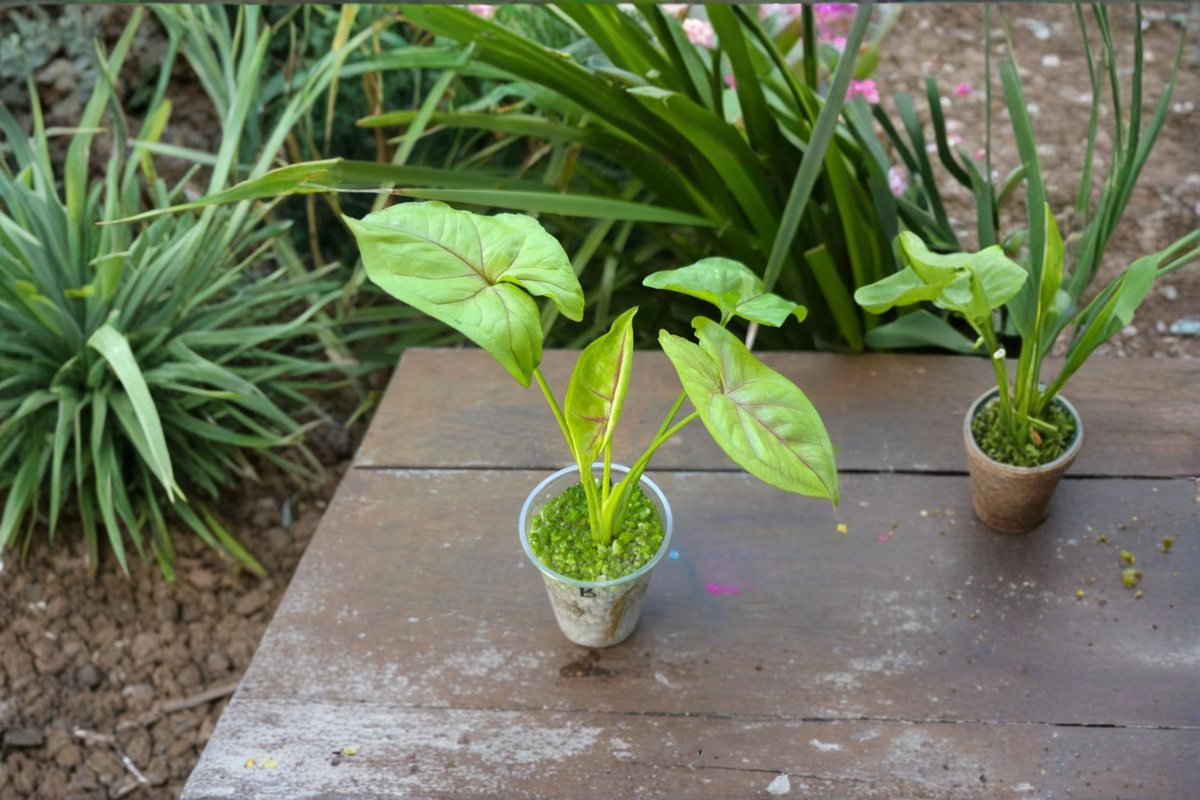 Syngonium Golden Allusion Live Plant - 2 Inch Rooted Starter - Gold Arrowhead Houseplant - Syngonium podophyllum ‘Golden Allusion’