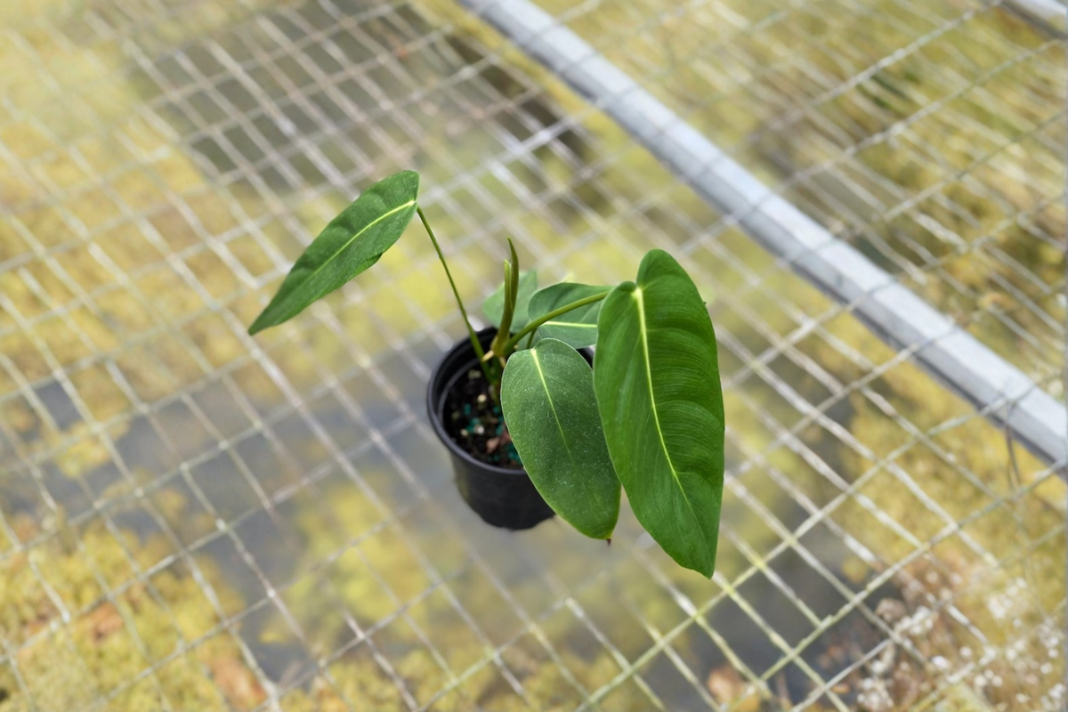 Philodendron Esmeraldense Narrow Live Plant 4 Inch Tropical Houseplant - Philodendron esmeraldense - Indoor Plant Gift