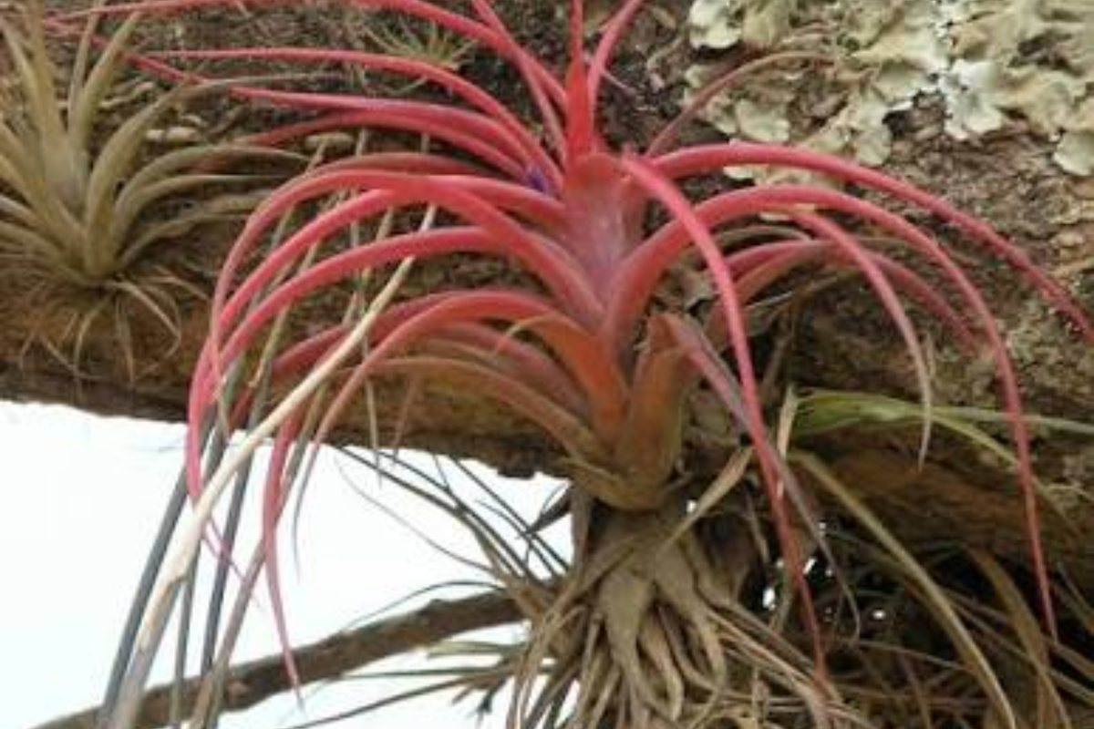 5 Live Ionantha Fuego Red Air Plants – Low Maintenance Tillandsia ionantha 'Fuego' – Ideal for Terrariums and Decor