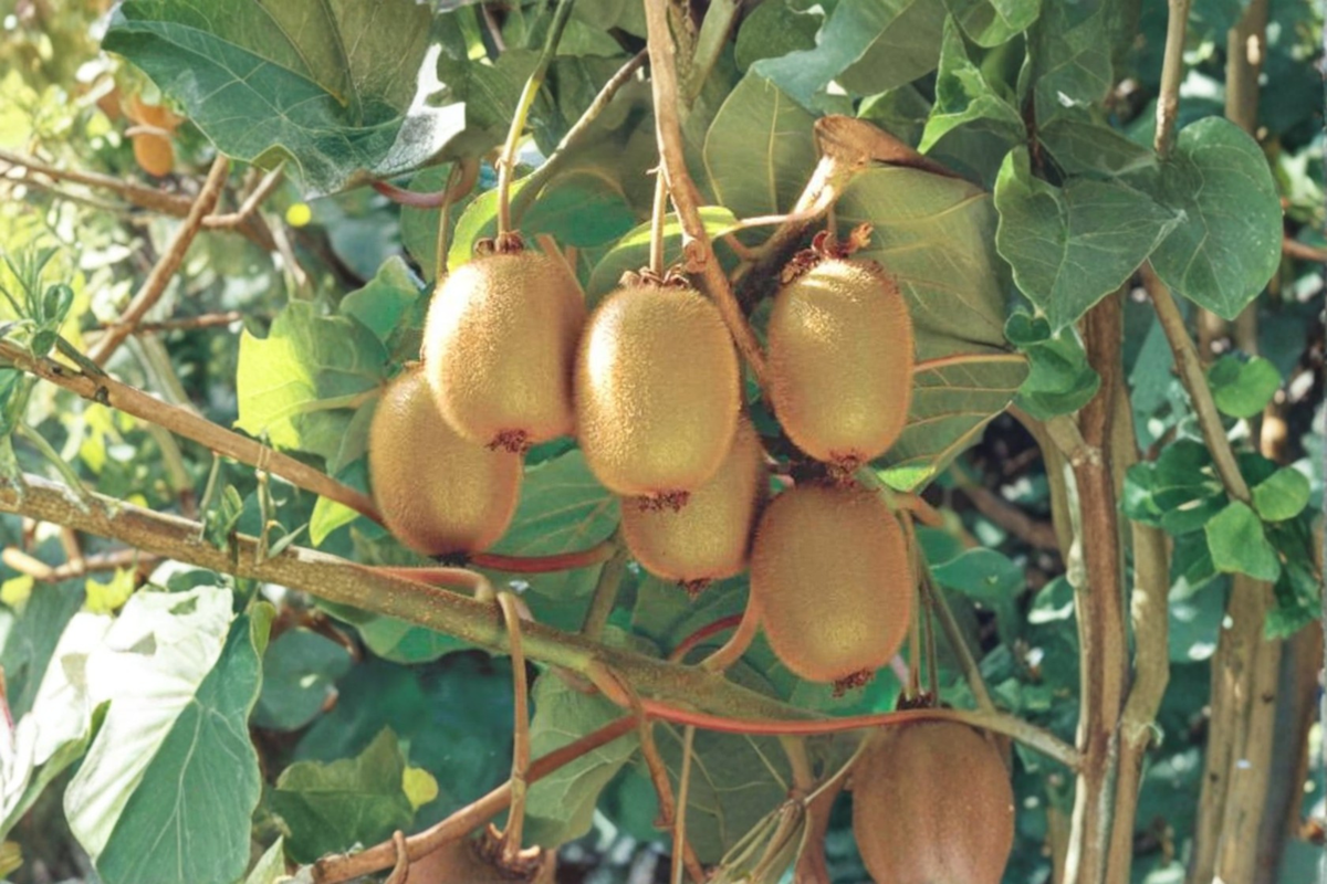 Hayward Female Kiwi Vine Live Plant 1 Gallon Potted Actinidia deliciosa 'Hayward' Fuzzy Kiwi Fruit Vine Ready to Grow