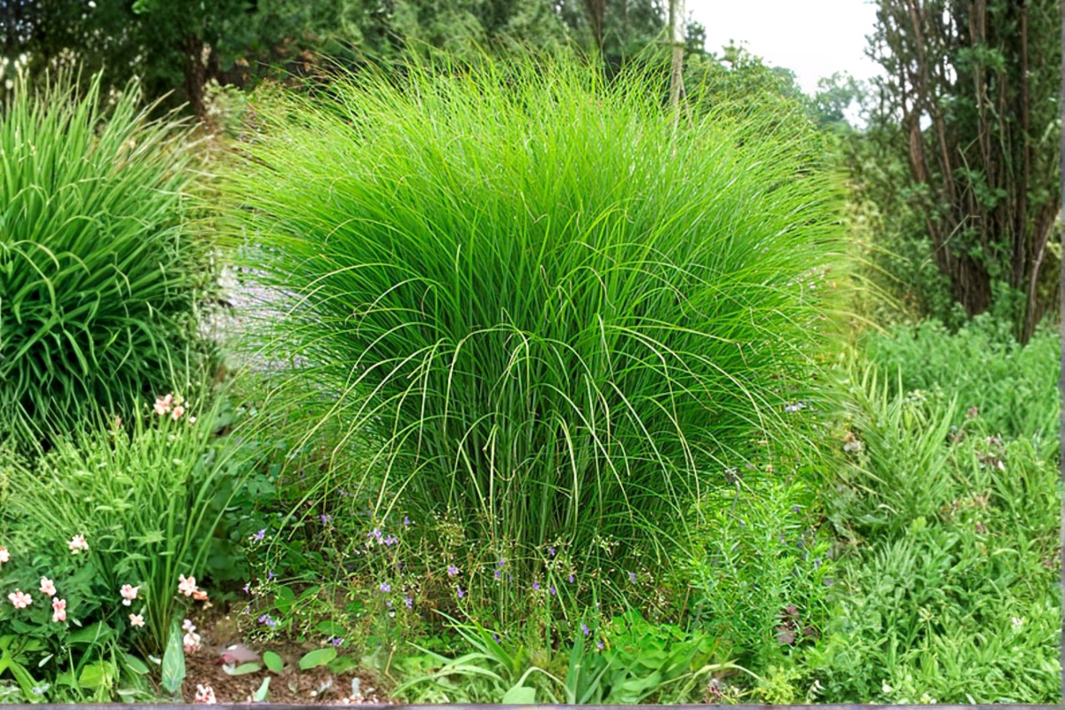 Miscanthus 'Gracillimus' Live Starter Plant - Maiden Grass in 2.5 x 3.5-Inch Pot - Miscanthus sinensis 'Gracillimus'