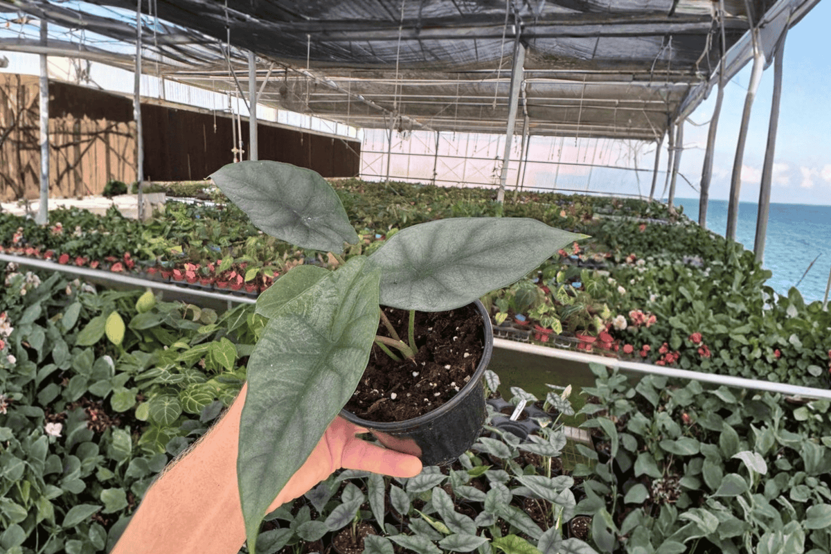 2 Alocasia 'Silver Wings' Live Plants - 4-Inch Pots - Hybrid (Scalprum × Silver Dragon) - Tropical Foliage Houseplant