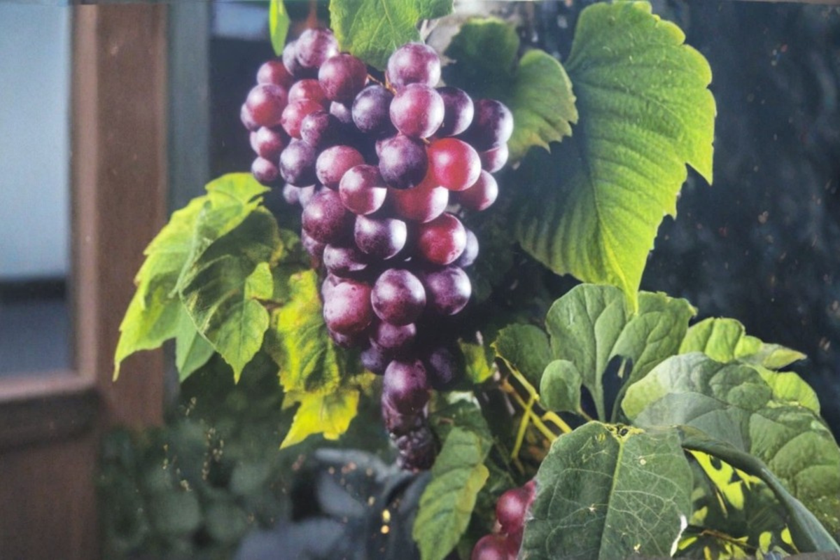 Black Cowart Muscadine Grape Vine Live Plant - 1 Gallon Pot, Sweet Fruit Vine for Garden Trellis & Vineyard