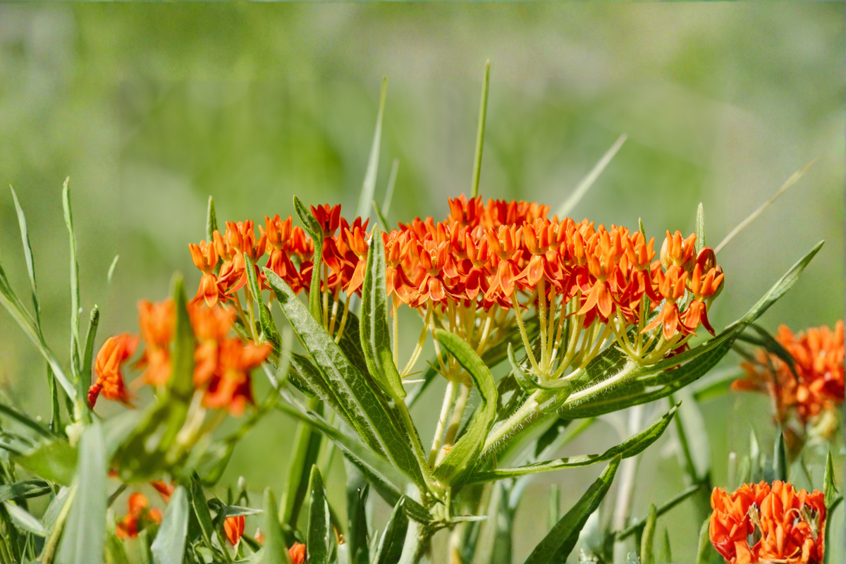 Asclepias Tuberosa Live Plants, 3 Rooted Starters, Orange Butterfly Weed, Native Perennial, 1 Qt Pots