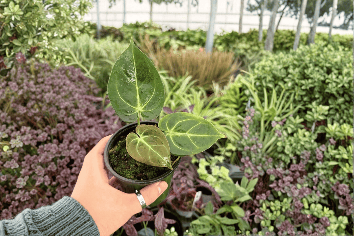 Anthurium Plants - 4-Inch Live Hybrid Papi Red Sinus x K.O.S. - Tropical Ornamental Foliage - Anthurium Hybrid