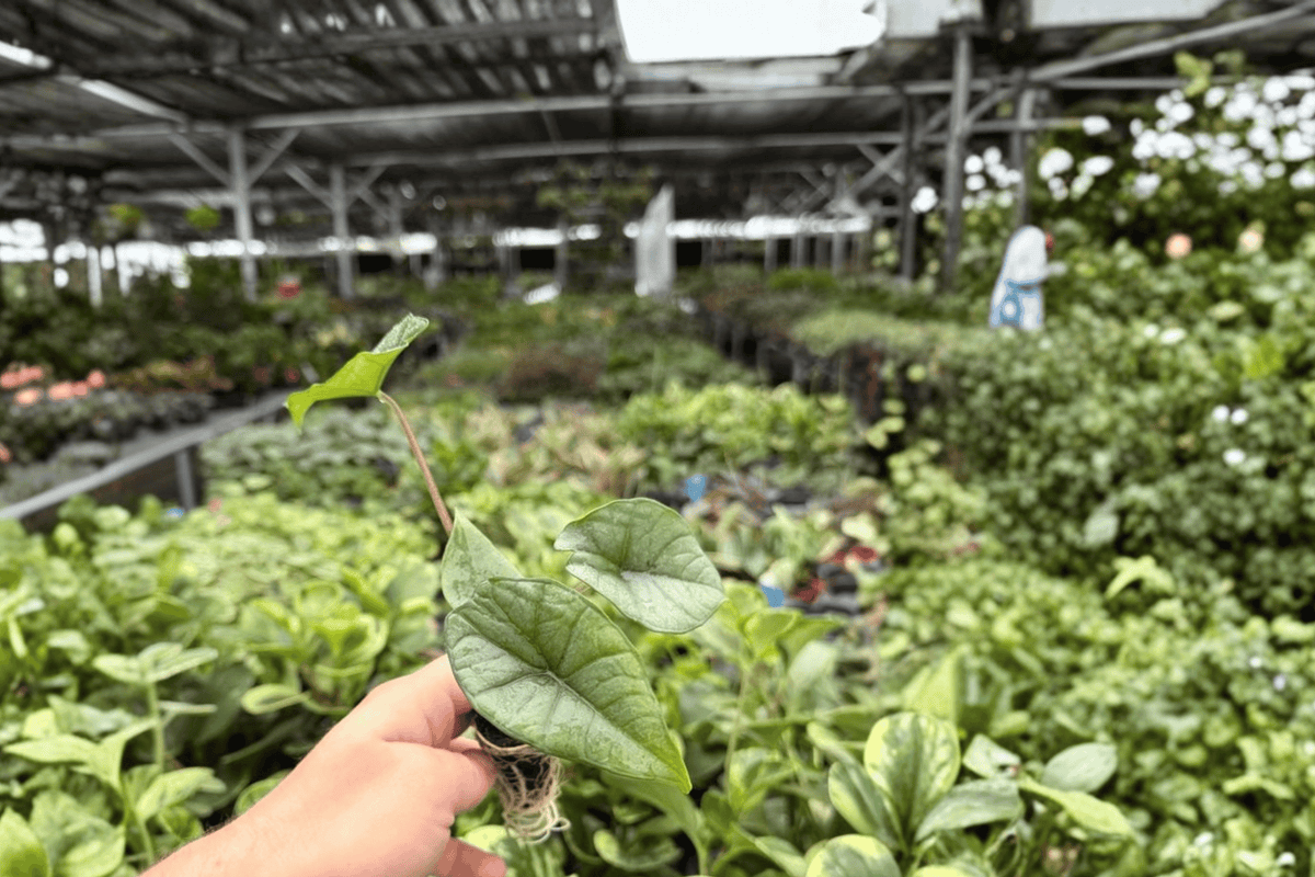 Alocasia Starter Plants - 2 Plug Plants - Platinum 'Bisma' - Alocasia 'Bisma' - Ornamental Tropical Aroid with Silvery Foliage