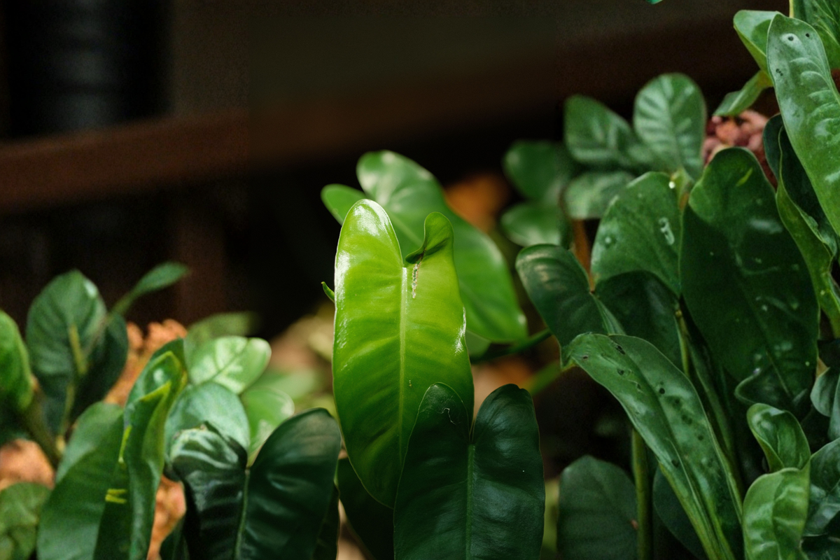 Burle Marx Philodendron Live Plant - Multi Grow Green Leaf - Philodendron 'Burle Marx' - Easy Care Indoor Tropical Foliage