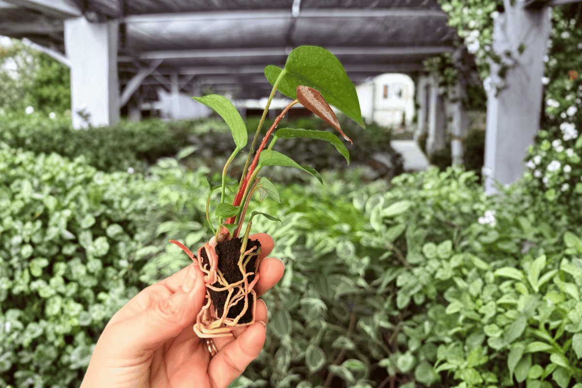 2 Anthurium Caliente Starter Plants - Tropical Ornamental - Anthurium 'Caliente' - 2-Inch Pot, Exact Plants Shipped