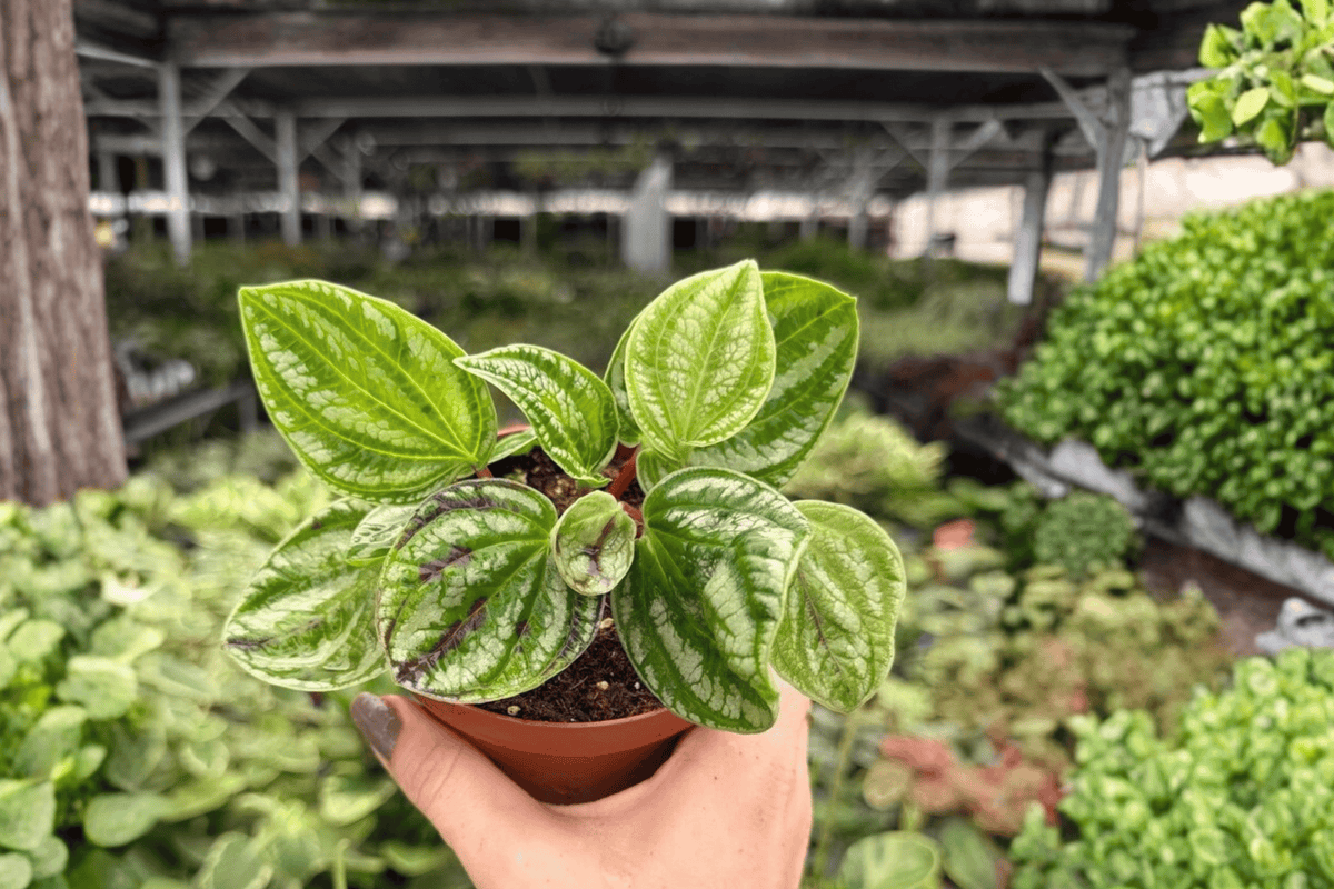 2 Peperomia Dragon Skin Live Plants - 4" Pots - Tropical Foliage - Peperomia Cultivar - Indoor Houseplants for Small Spaces