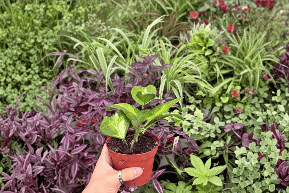 Variegated Hoya Obovata Live Plants - 4" Pot - Hoya obovata - Tropical Perennial with Unique Leaf Patterns, Set of 2