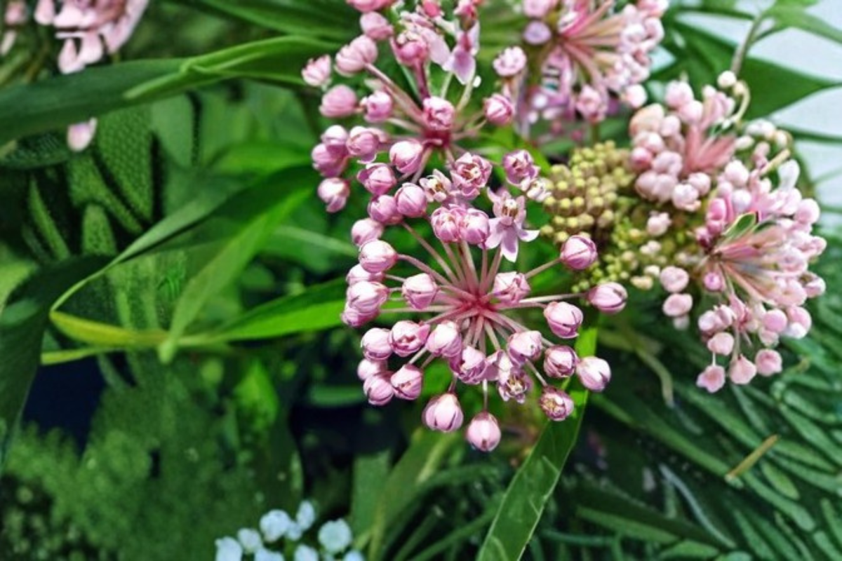 Swamp Milkweed Live Plants 3 Rooted Starters in 1 Qt Pots Asclepias incarnata Native Perennial Flower for Gardens