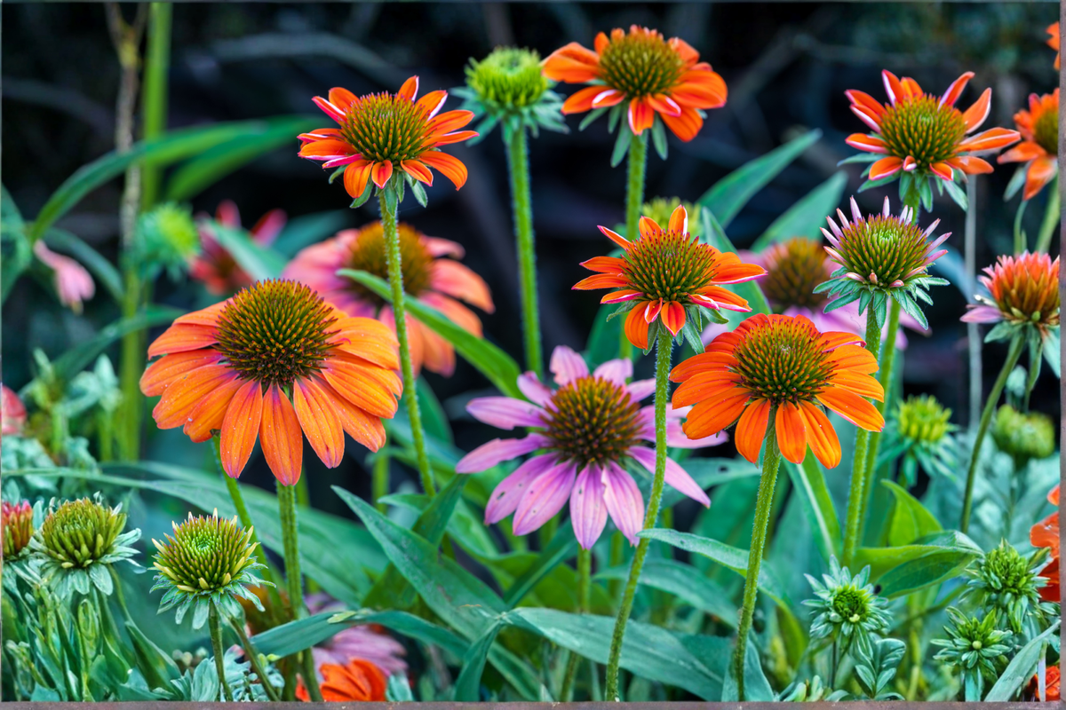 Echinacea 'Cheyenne Spirit' 4 Live Perennial Plugs - Colorful Coneflower Mix - Echinacea Hybrid for Pollinator Gardens