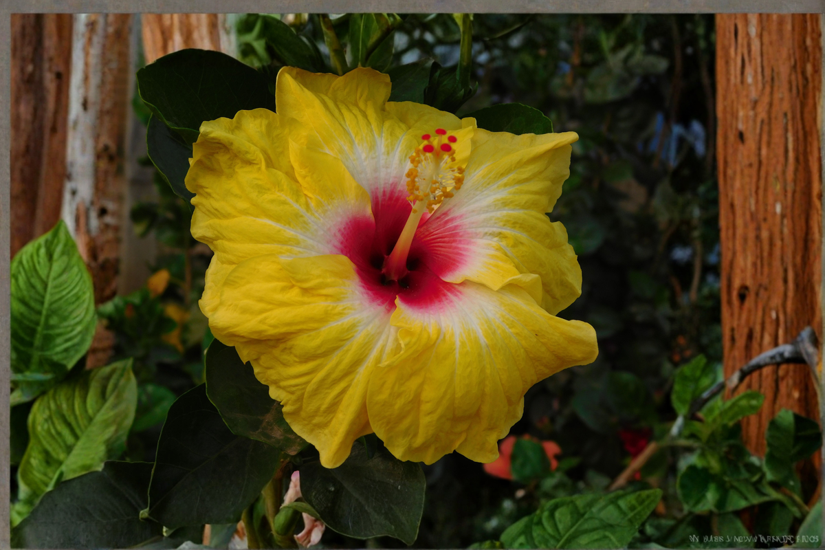 Evangeline Tropical Hibiscus Live Plant 4 Inch Pot - Hibiscus rosa-sinensis 'Evangeline' - Colorful Ornamental Shrub