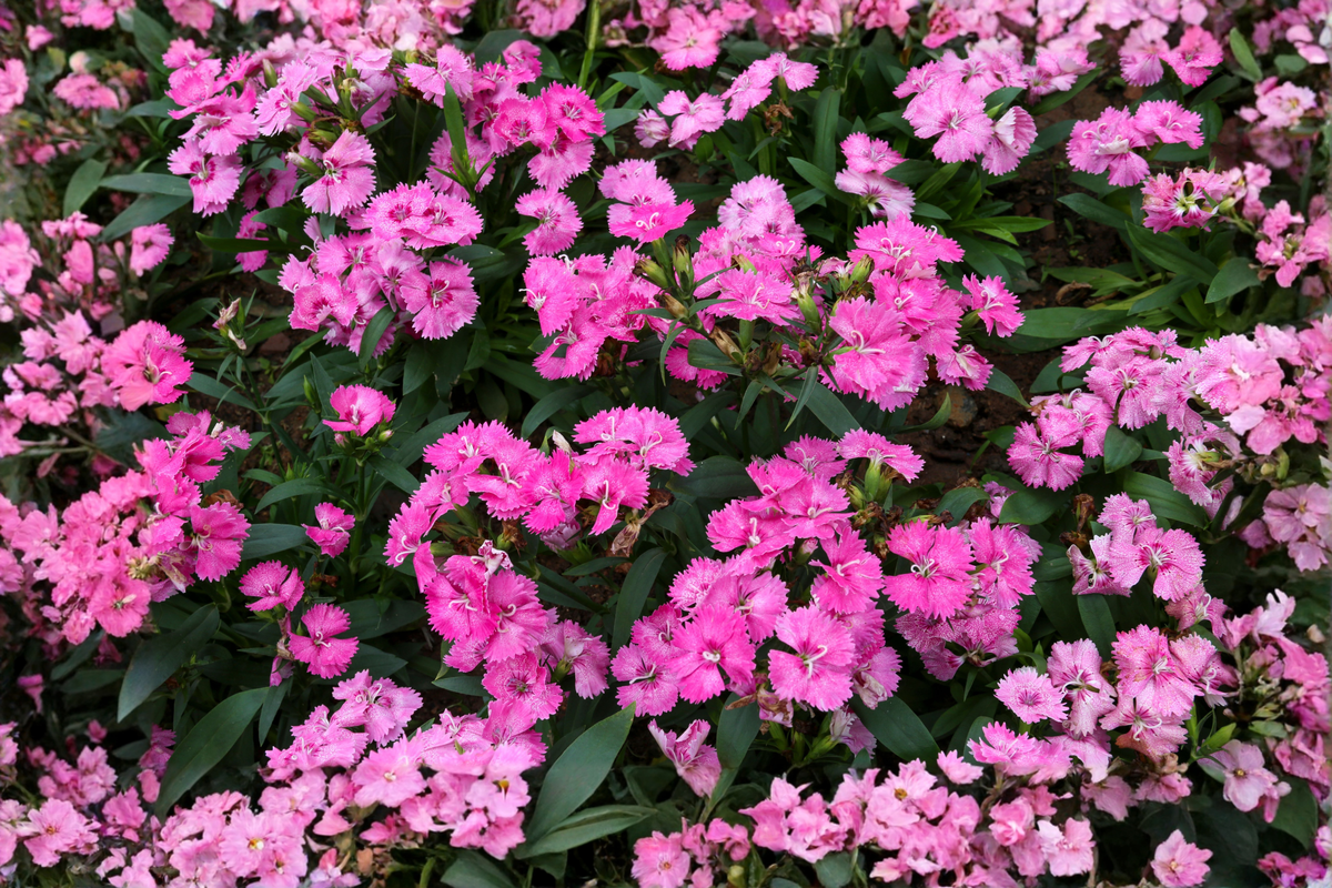 Paint the Town Fancy® Dianthus Live Plants Set of 2 - Bright Pink Flowers - Dianthus Hybrid - Perennial for Borders & Containers