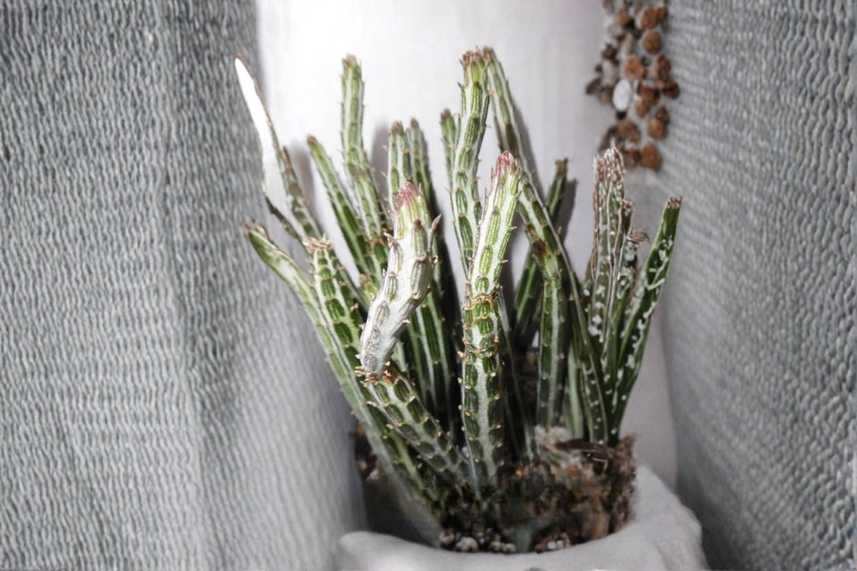 Live Rooted Succulent - 4 Inch Pickle Plant - Curio stapeliiformis (Syn. Senecio stapeliiformis) - Unique Indoor Container Plant