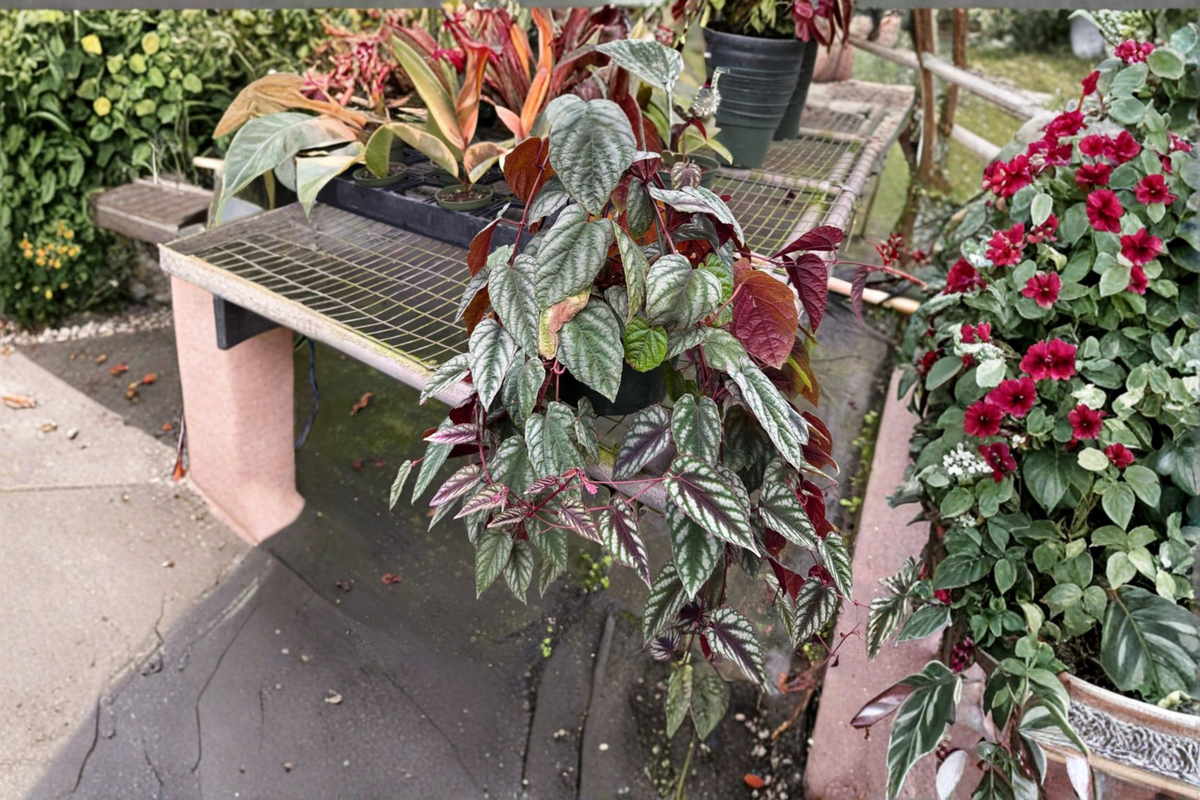 Cissus Discolor Live Plant 4 Inch Pot Rare Rex Begonia Vine Indoor Tropical Houseplant Cissus discolor