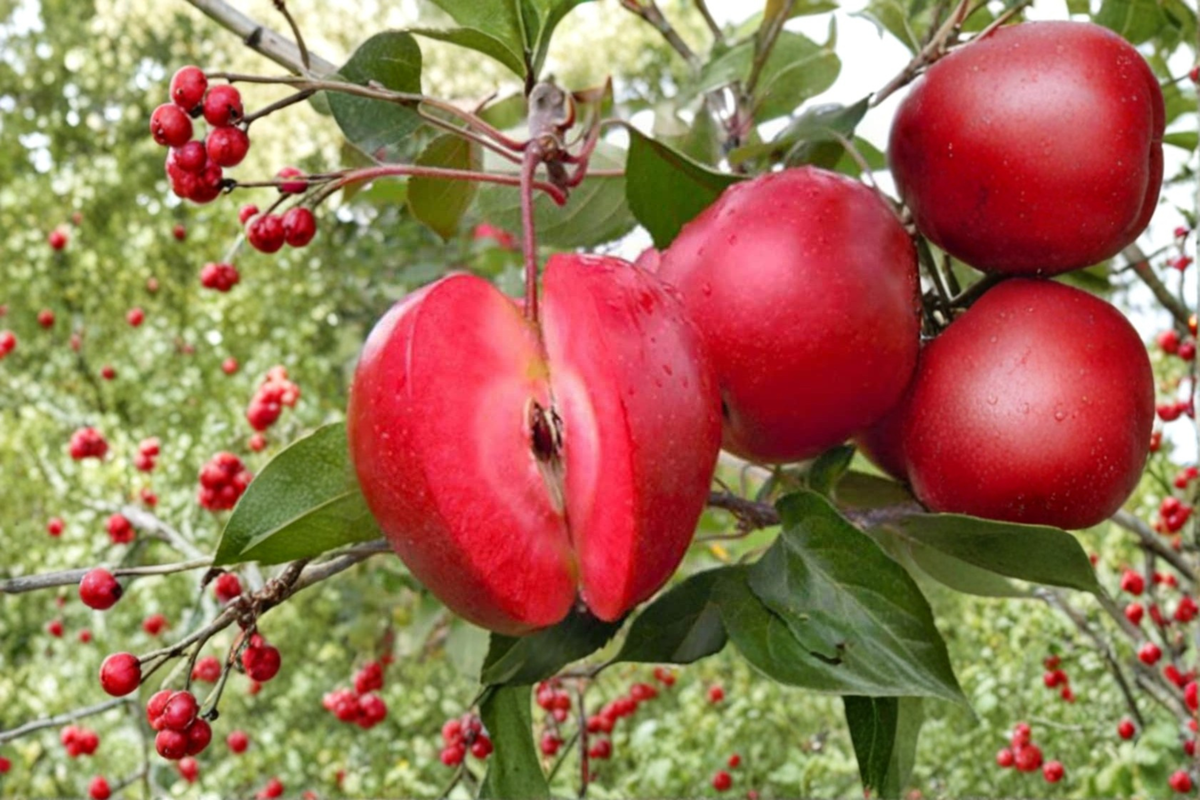 Redlove Era Apple Tree Grafted Live Plant 1 Gallon Pot Malus domestica Unique Red Fruit for Backyard Orchard Garden