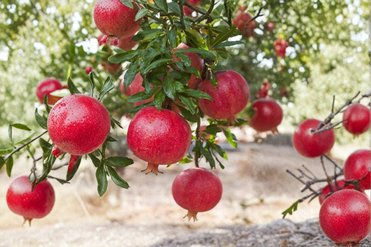 Pomegranate Tree Air Layered Live Plant 3-4ft Sweet Large Fruit Tree Punica granatum for Backyard Garden