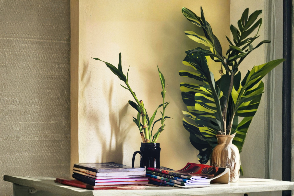 Lucky Bamboo Live Plants Set of 7 - 4 Inch Dracaena sanderiana Starter Bundle for Home and Office Decor