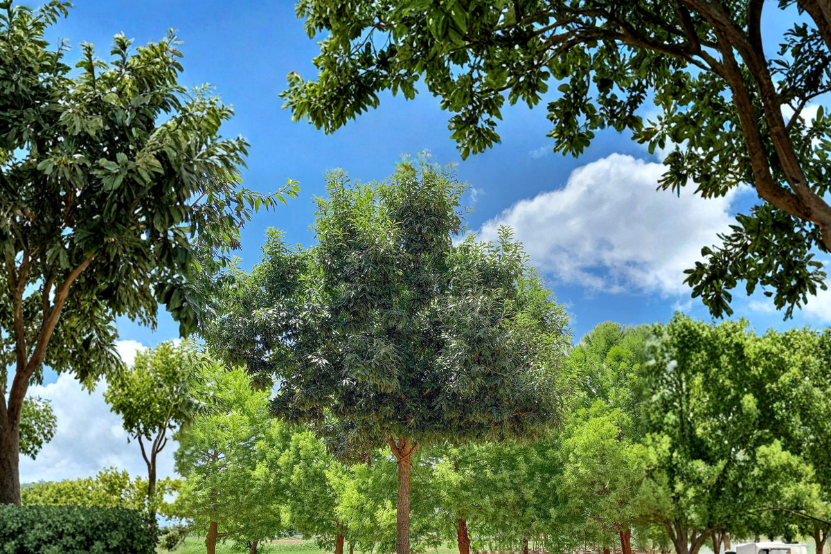 Chinquapin Oak Tree Live Plant 4-6 Ft Quercus muehlenbergii Shade Tree for Backyard Garden Outdoor Landscaping