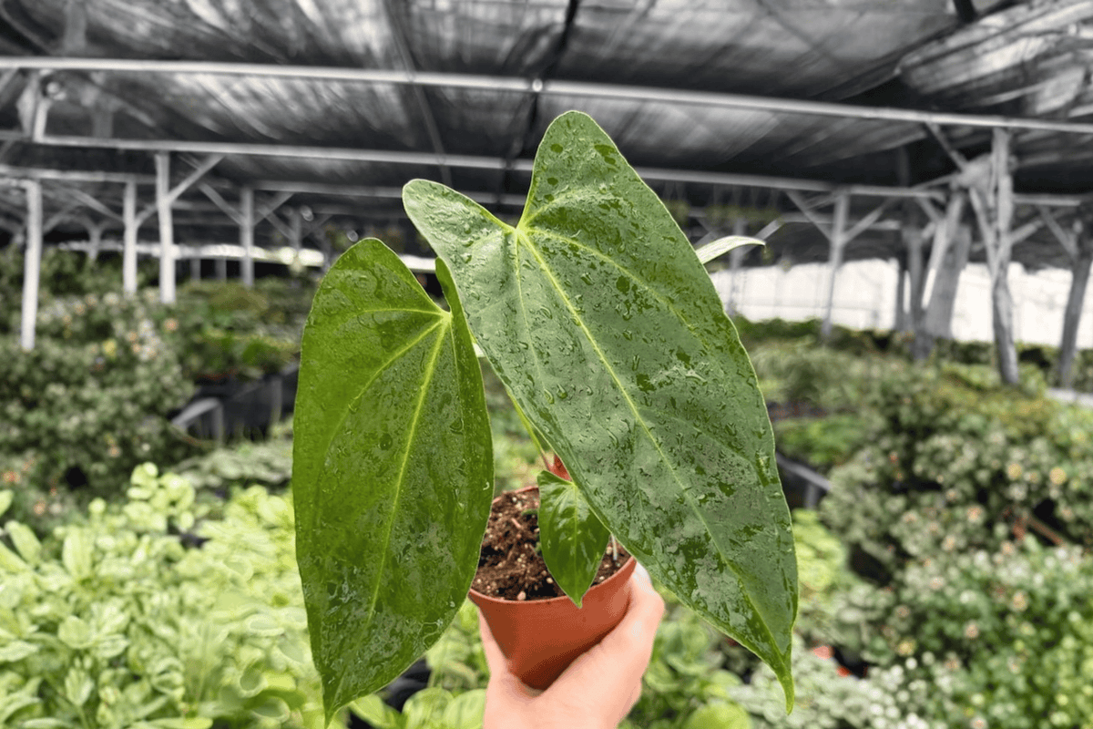 Anthurium Plants - 4-Inch Pots - Anthurium Hoffmannii x Red Gunsal - Live Tropical Aroid - Indoor Container Plant