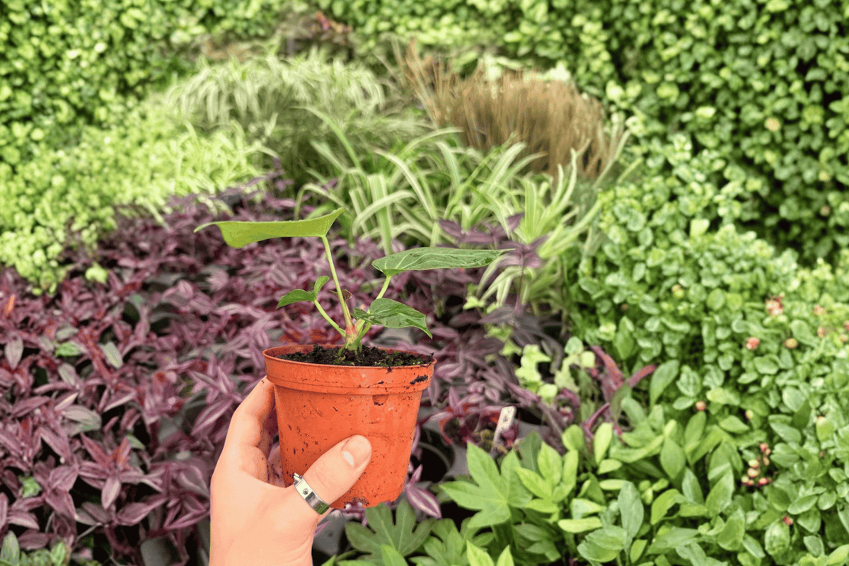 2 Live Anthurium Plants in 4-Inch Pots - Stickly x Guna Yala Hybrid - Ornamental Foliage - Anthurium hybrid