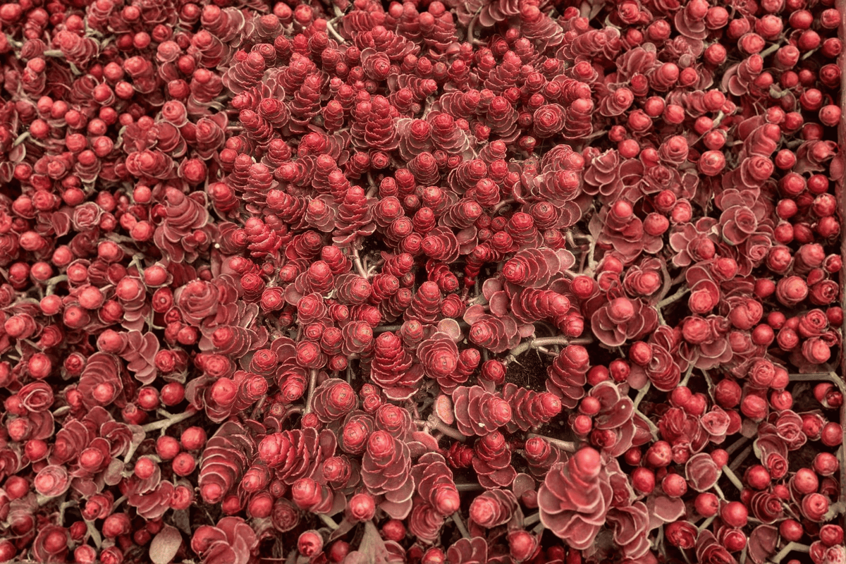 Live Dragon’s Blood Stonecrop Plant - 4-Inch Pot - Sedum spurium ‘Dragon’s Blood’ - Low-Growing Ornamental Succulent