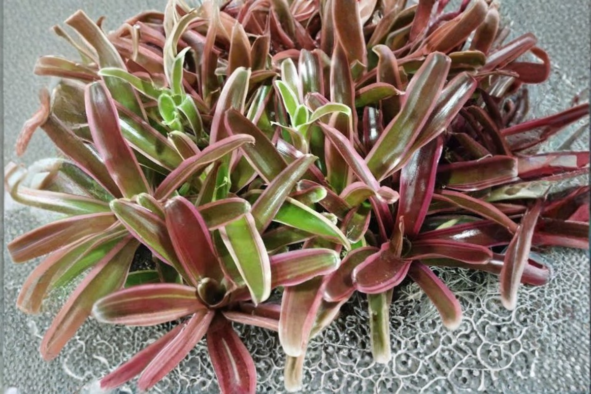 Neoregelia 'Fireball' Bromeliad Live Pup Bare Root - Vibrant Red to Reddish-Green Foliage - Tropical Houseplant