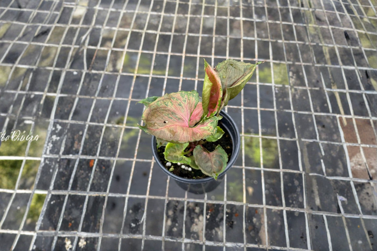 Syngonium Strawberry Ice Live Plant - Rare Pink Arrowhead Houseplant - Syngonium podophyllum ‘Strawberry Ice’ - Indoor Starter Plant