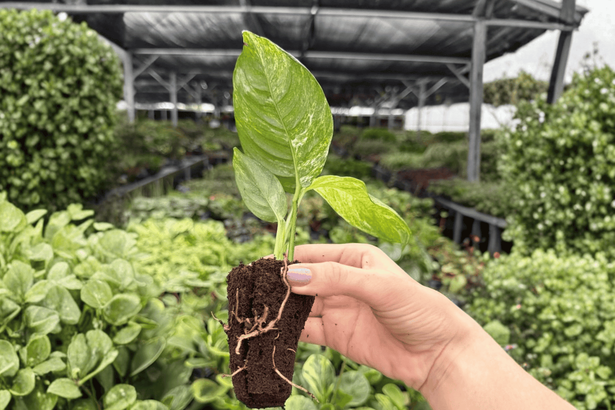 Variegated Rhaphidophora Puberula Starter Plants - 2 Live Tropical Aroids - Rhaphidophora puberula - Ornamental Foliage
