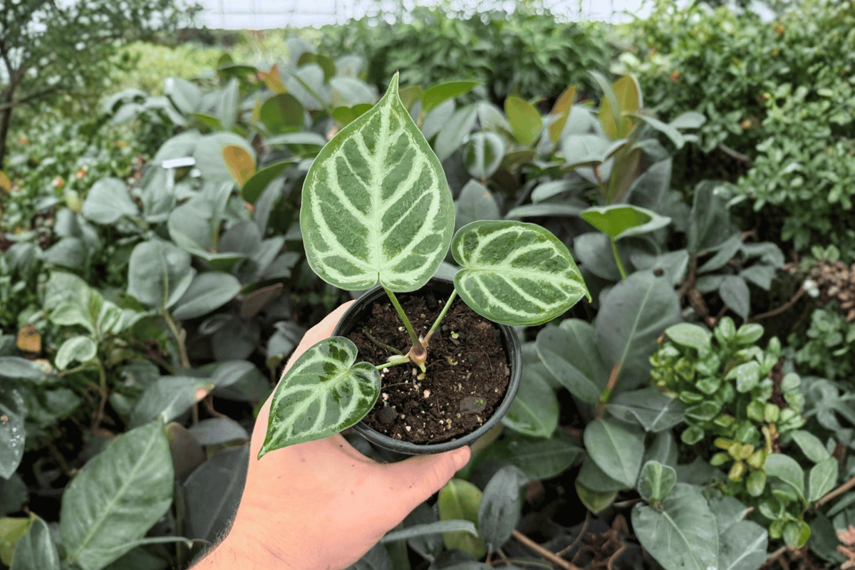 Anthurium Silver Hope x Hoffmanii Live Plants - 4-Inch Pots - Tropical Hybrid Aroid - 2 Exact Specimens - Ornamental Foliage