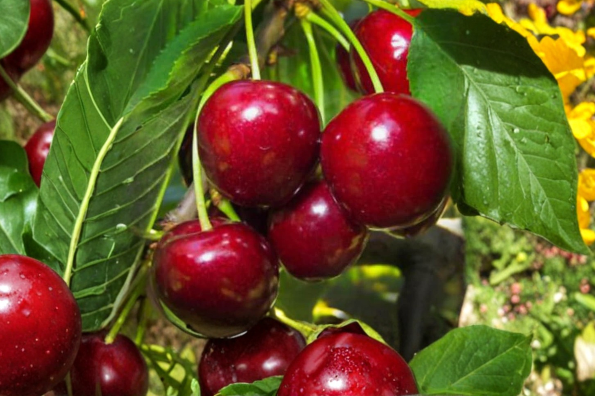 Lapins Cherry Tree Seeds - 5 Rare Fruit Seeds for Outdoor Garden & Container - Prunus avium ‘Lapins’