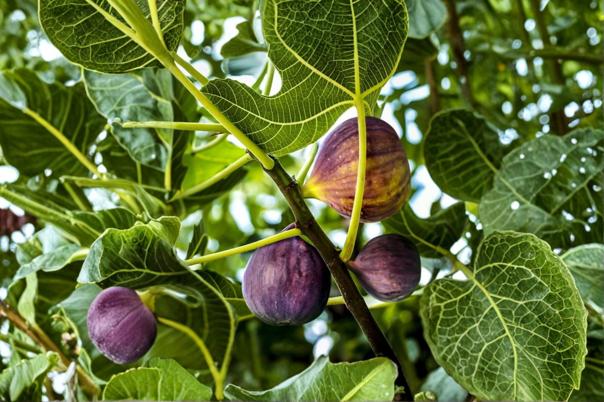 Brown Turkey Fig Tree 2ft Air Layered Live Plant Ficus carica Edible Fruit for Backyard Garden Container Growing