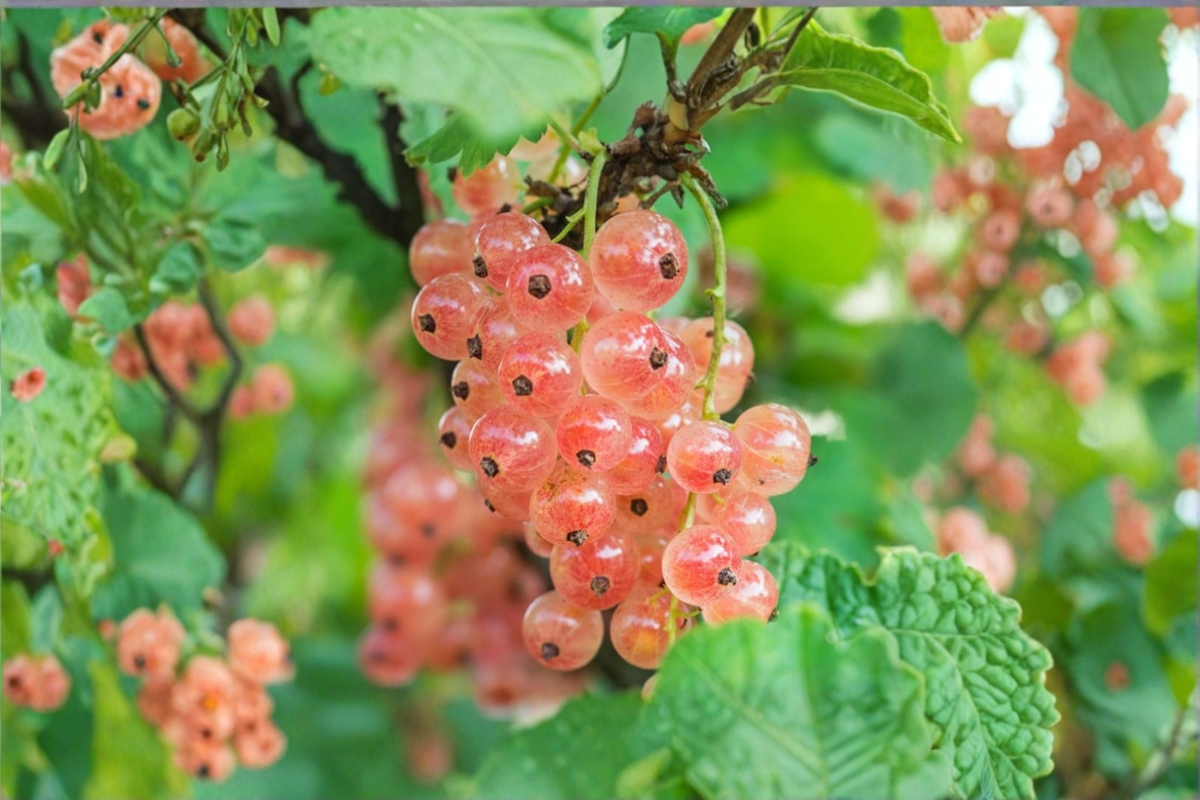 Pink Currant Plant 1 Gallon Pot 'Gloire Des Sablons' Edible Berry Shrub Ribes rubrum - Fruit Bearing Garden Shrub