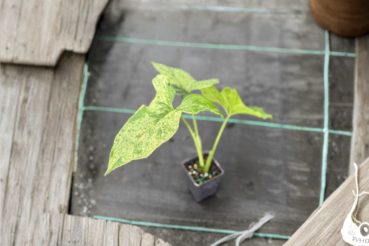 Syngonium Mojito Live Plant - Rare Variegated Arrowhead Houseplant - Syngonium podophyllum ‘Mojito’ - Indoor Tropical Decor