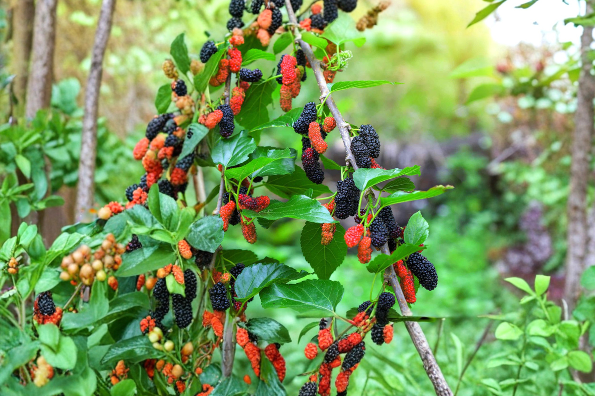 Fruiting Mulberry Tree Live Plant 4-6 Ft Morus spp. Berry Tree for Garden Orchard Outdoor Landscape Home Growing