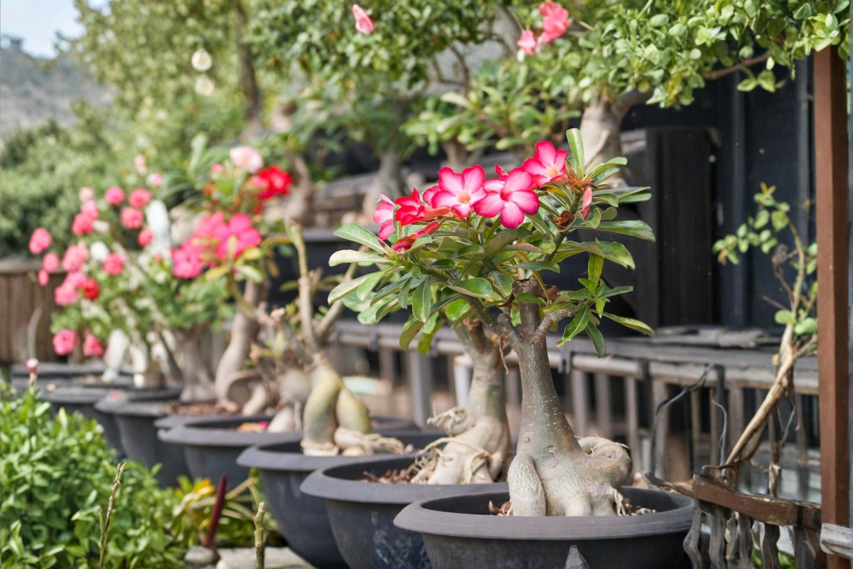 Desert Rose Live Plant 4 Inch Pot Flowering Succulent Adenium Obesum Caudex Indoor Outdoor Starter Plant