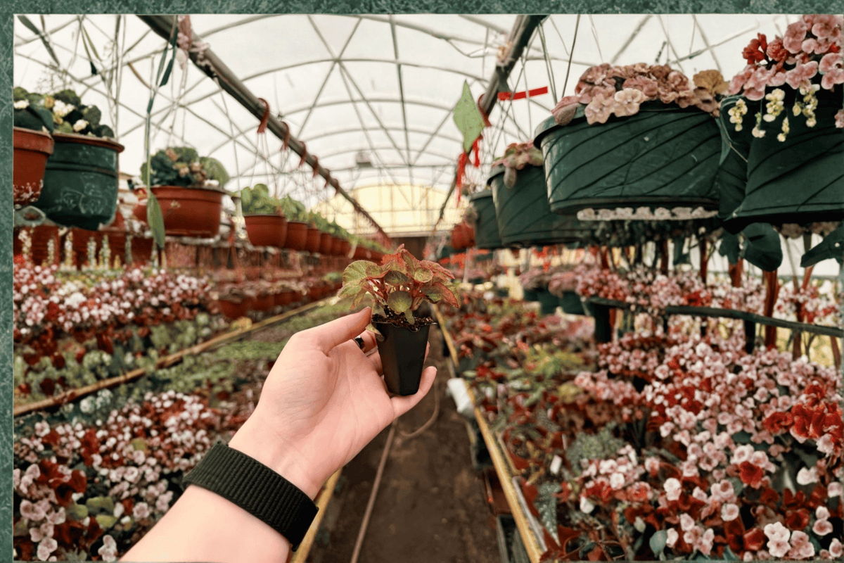 Harmony's Manaus Begonia Starter Plant Set – 2 Live Plants – Ornamental Hybrid – Begonia Hybrid 'Harmony's Manaus'