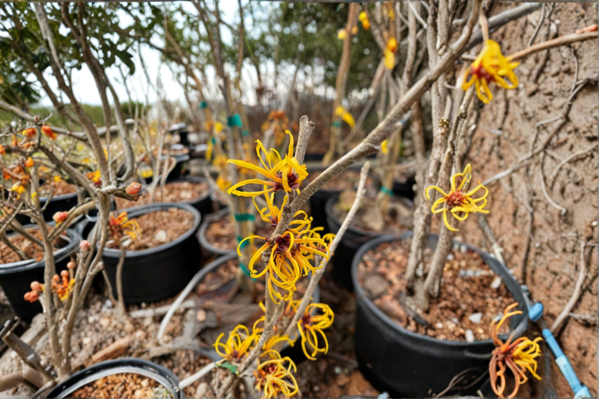 Witch Hazel Live Plant 2 Gallon Hamamelis × intermedia ‘Chris’ Winter Bloom Fragrant Shrub for Garden Landscape