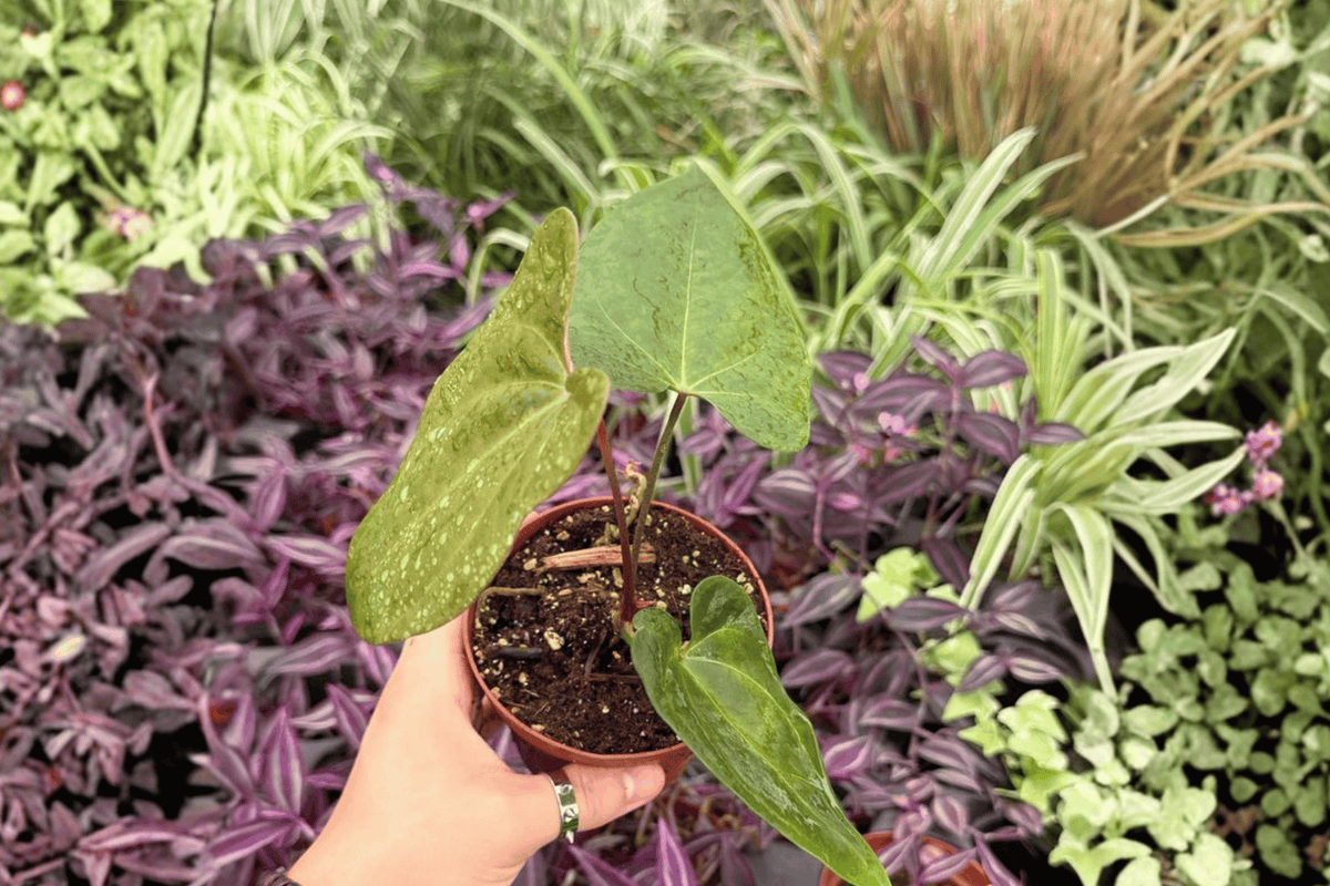 Anthurium Live Plants - 4" Anthurium Xone × Green Mamba Hybrid - Tropical Ornamental Foliage - Bare Root, 2 Exact Plants