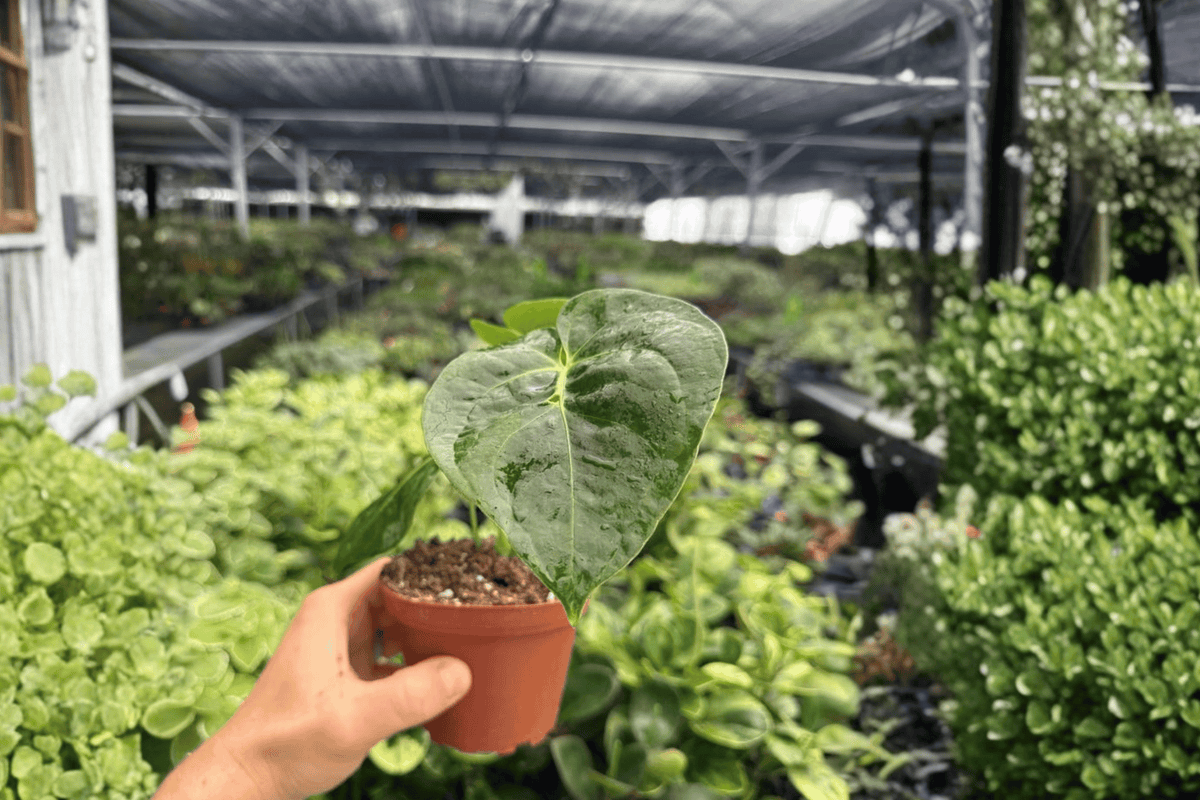 Anthurium Dressleri Live Plants - 4-Inch Pots - Tropical Ornamental Aroid - Anthurium dressleri - Set of 2 Exact Plants