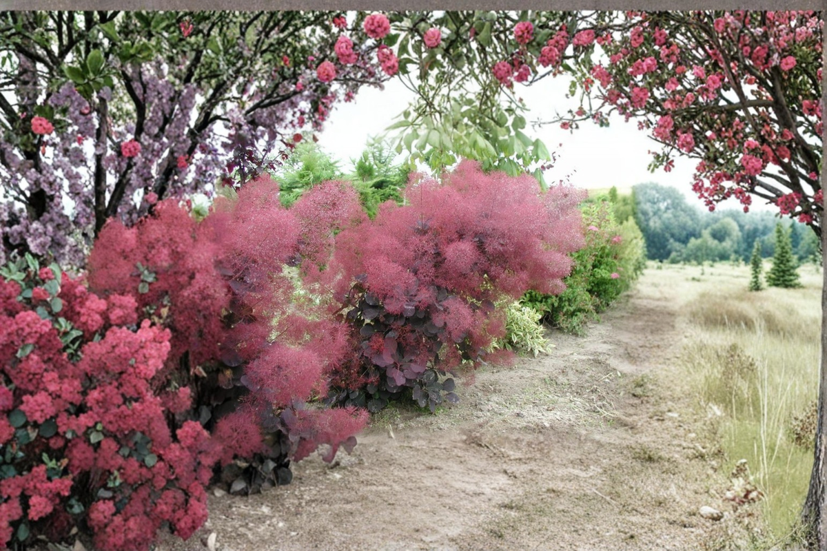 Royal Purple Smoke Tree Live Plant 12 Inch Cotinus coggygria ‘Royal Purple’ Ornamental Shrub with Deep Purple Foliage