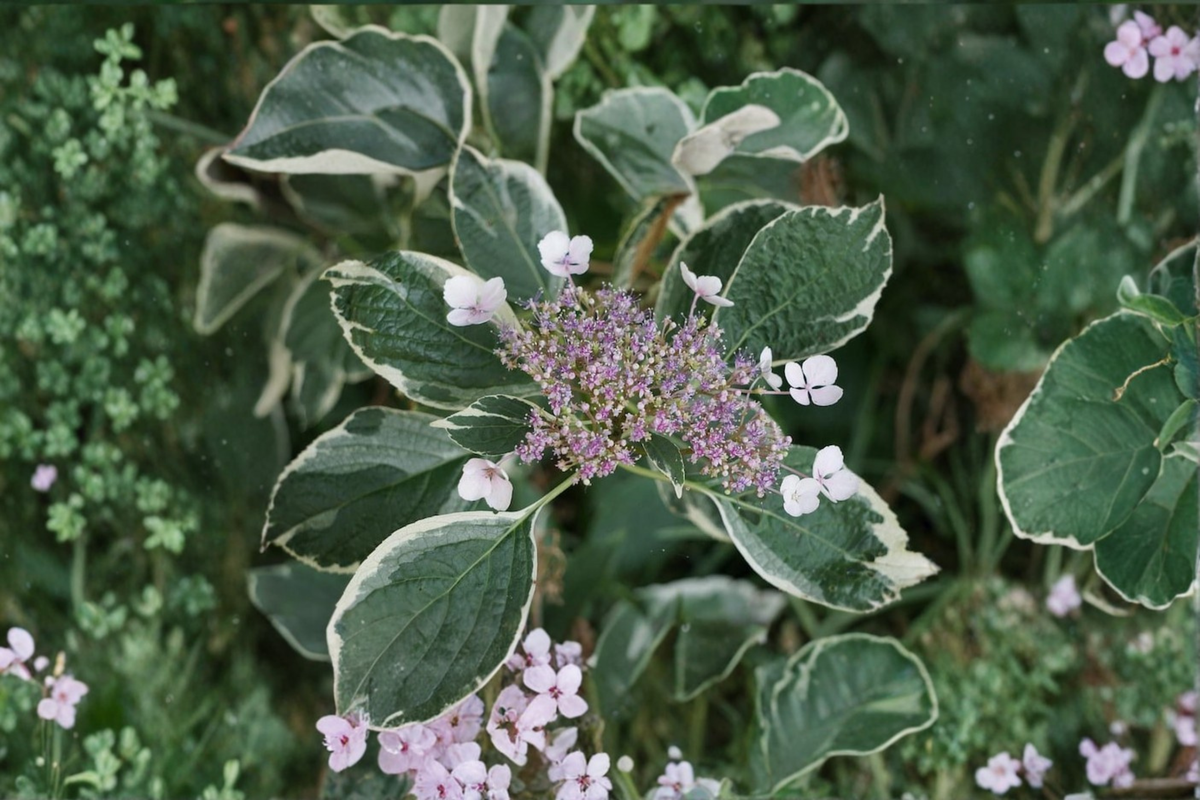 Variegated Hydrangea Live Plant 2 Gallon Pot Pink Blue Lacecap Flower Hydrangea macrophylla ‘Mariesii Variegata’
