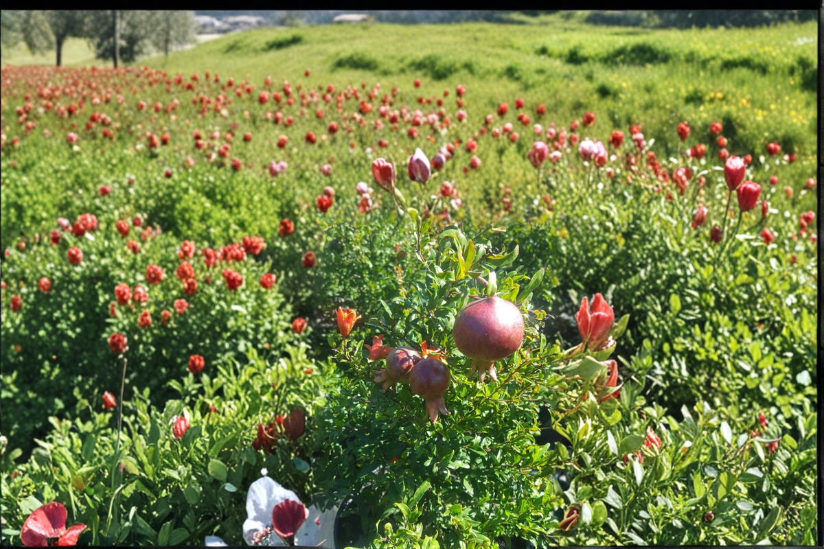 Dwarf Pomegranate Tree Live Plant 3 Gallon Compact Fruit Tree Punica granatum Ideal for Garden Patio Container
