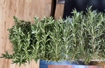 10 Fresh Rosemary Cuttings - Unrooted Stems - Salvia Rosmarinus - Starter Herb Plant for Gardening