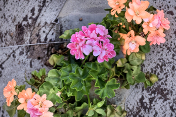 Pink Rosette Ivy Geranium Cutting - Pelargonium Live Plant Starter for Container Growing - 6 Inch