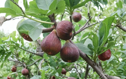 Ronde de Bordeaux Fig Cuttings 4 Unrooted Ficus Carica Stems - Productive Fruit Tree for Rooting