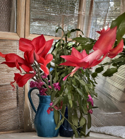 Red Christmas Thanksgiving Cactus Cutting - Giant Holiday Cactus Unrooted - Schlumbergera truncata