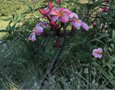Pink Plumeria Frangipani Rooted Cutting - 10 Inch Single Head Plumeria rubra Starter Plant