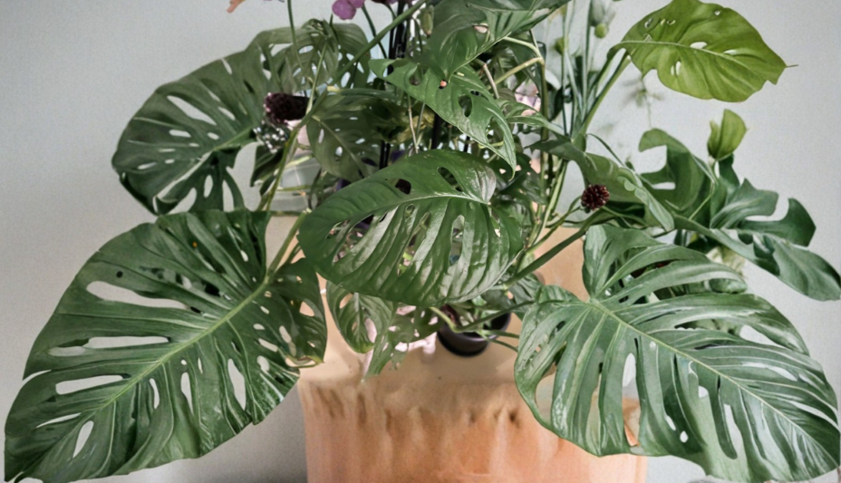 Monstera Adansonii Swiss Cheese Plant Cuttings - 2 Fresh Tropical Vine Leaves - Perfect for Home Decor and Indoor Gardening